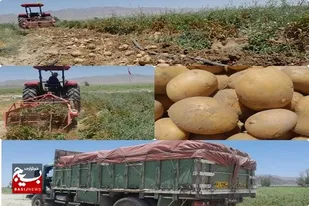 آغاز برداشت سیب زمینی ۲۲۰ هکتار  از مزارع شهرستان خاش