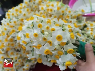 برگزاری یازدهمین جشنواره گل نرگس در بهبهان به تعویق افتاد