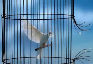 نذر رهایی در فارس جان دوباره بخشید