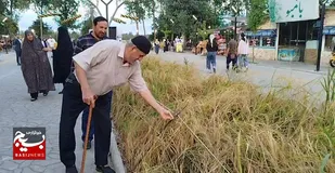نخستین جشنواره شکرانه برنج در بندر کیاشهر
