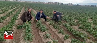 سفیدک دروغین مزارع سیب&zwnj;زمینی اردبیل را تهدید می&zwnj;کند