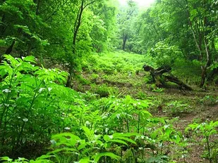 ۳۶۵ هکتار از جنگل&zwnj;های مخروبه گلستان احیاء شد