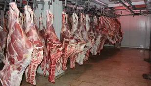 ۴۲ تُن گوشت غیربهداشتی در بوکان معدوم شد