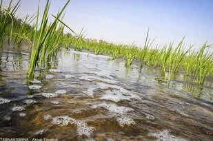 قالیشویی&zwnj;ها مهم&zwnj;ترین عامل آلودگی آب در شهرستان ری