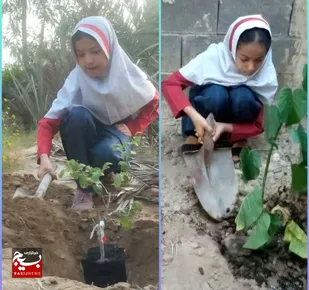 برگزاری پویش نمادین کاشت نهال به یاد شهدای دانش آموز میناب در هندیجان