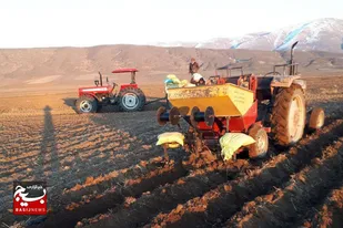 آغاز کشت زودهنگام سیب زمینی در اردبیل
