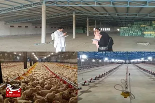 امسال کنارک در تولید گوشت مرغ به خودکفایی می&zwnj;رسد