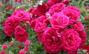 امسال ۸۰۰ هزار لیتر گلاب در خوی استحصال شود