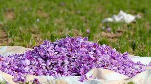آغاز برداشت زعفران در چهارمحال وبختیاری