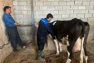 ارائه ۲۹۵ هزار خدمت رایگان در اردوی&zwnj;های جهاد دامپزشکی استان خوزستان به مناسبت هفته دامپزشکی