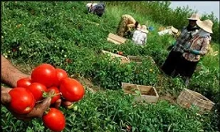 ارائه مشاوره های کشاورزی توسط جهادگران بسیجی در اسدآباد