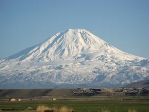 داستان یک حراج واقعی