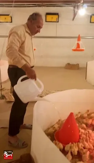 سه هزار قطعه بوقلمون دو ماهه آماده عرضه به بازار