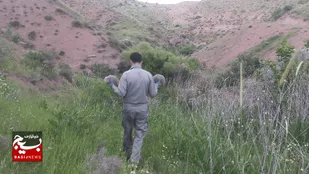 ۸۷ لاک&zwnj;پشت کشف&zwnj;شده از متخلفان به آغوش طبیعت بازگشتند