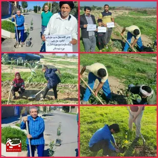 کاشت نهال به نیت حاج قاسم در شهرستان شوش دانیال (ع)
