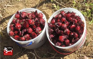 چای ترش یکی از کشت&zwnj;های جایگزین در شهرستان کارون