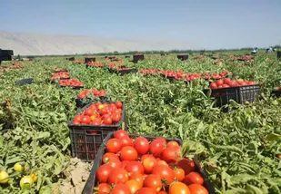مراحل پایانی برداشت گوجه&zwnj;فرنگی در کوهسرخ / رشد دوبرابری قیمت فروش