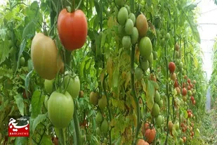 هزار و ۵۰۰ تن محصولات گلخانه&zwnj;ای خاش به خارج کشور صادر شد