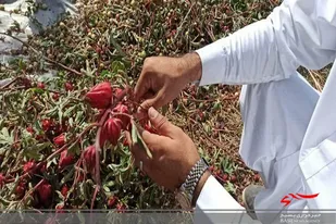 برداشت چای ترش ٢۵ هکتار از مزارع بمپور آغاز شد