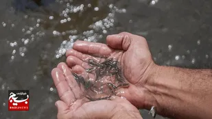 رهاسازی ۱۲۰ هزار قطعه بچه&zwnj;ماهی گرمابی در دریاچه گیلارلو