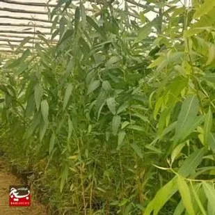 کاشت درخت اکالیپتوس در ۱۲ هکتار از اراضی جفیر شهرستان هویزه