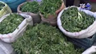 رنگین شدن سفر&zwnj;ه ها با رویش گیاهان کوهستانی مراغه
