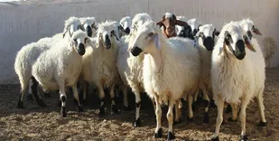 اصلاح نژاد بومی به جای واردات