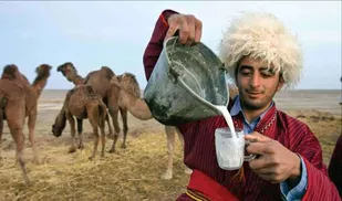 جوشاندن شیر شتر به منظور جلوگیری از تب مالت ضروری است