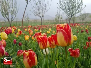مزرعه گل&zwnj;های لاله و نرگس در روستای اسپره خون تبریز
