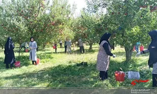 وقتی جهاد پای درخت سیب می رسد