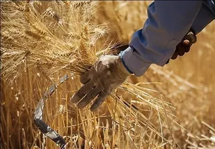 رتبه نهم خرید تضمینی گندم کشور به استان زنجان رسید