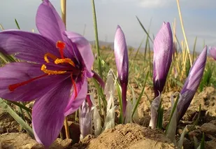 کشت زعفران و کارآفرینی برای 50 خانوار توسط بسیجیان جهادگر