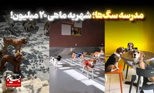 مدرسه سگ&zwnj;ها؛ شهریه ماهی ۲۰ میلیون!