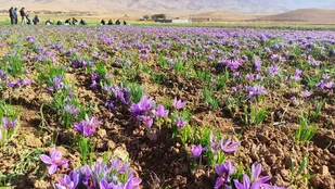 آغاز برداشت طلای سرخ در شهرستان خواف