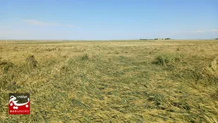 سیلاب مغان به بیش از ۱۷۵۰ هکتار از اراضی کشاورزی و مراتع جعفرآباد خسارت زد