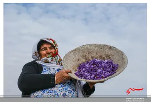 برداشت زعــــفران در روستـــای منامیـــن هشـــجین