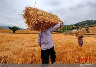 قیمت جدید خرید تضمینی گندم برای کشاورز صرفه اقتصادی ندارد