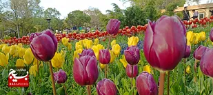 خودنمایی گل&zwnj;های لاله در اراک