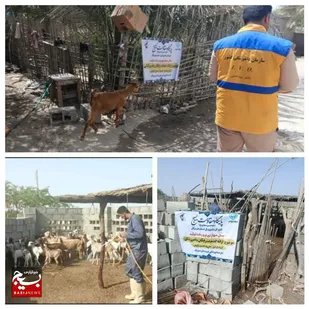 واکسیناسیون  ۸۰هزار رأس دام با همکاری بسیج&nbsp;