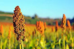 کشت ذرت خوشه&zwnj;ای؛ راهبردی برای عبور از چالش خشکسالی و تامین علوفه