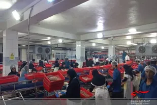 طرح شیفت ایثار با ۲۷۱ نفر کارگر بسیجی در شهرستان کنارک برگزار شد
