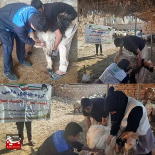 واکسیناسیون دام های سبک مناطق محروم شهرستان لالی