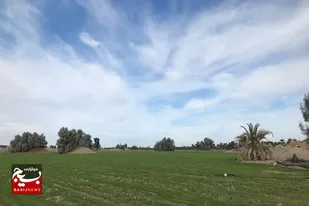 کشت قراردادی در ۹۱ درصد از مزارع گندم سیستان و بلوچستان اجرا شد