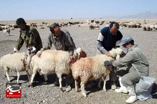 خدمات دامپزشکی در قالب اردوی جهادی در درگز/۱۶۰ هزار راس دام سبک و سنگین رایگان واکسینه شد + (فیلم)