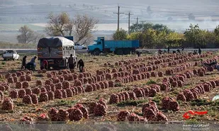 کشت قراردادی تنها راه نجات کشاورزی استان خوزستان است