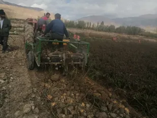 برداشت سیب&zwnj;زمینی در ۱۷۵ هکتار از مزارع شهرستان شاهرود/سهم ۵۶ درصدی و پیش&zwnj;بینی تولید ۳۵۰۰ تن
