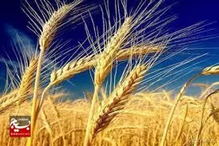 میزان خرید گندم در استان اردبیل به بیش از ۲۲۱ هزار تن رسید