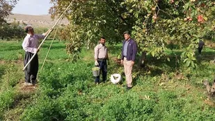 برداشت ۵۸۰۰ تن گردو در شهرستان اسکو