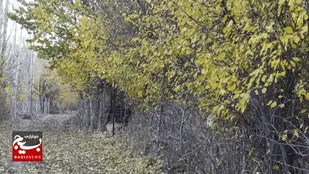 پاییز برگ&zwnj;ریزان در کوچه باغ&zwnj;های زیبای روستای وارث&zwnj;آباد خلخال