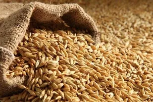 کشف بیش از ۲۴ تن گندم خارج از شبکه توزیع در بهار